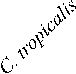 ondii